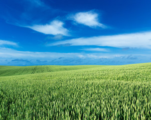 green field and blue sky