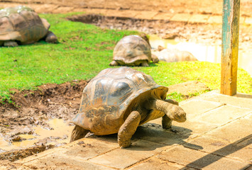 large giant grey tortoise under the sun
