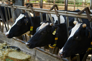 Obraz na płótnie Canvas Cows in ranch 