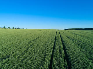 green field and blue sky