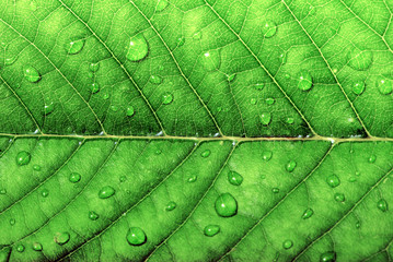 drops on leaf