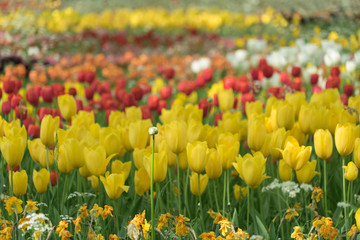 Insel Mainau im Fr&uuml;hling: buntes Tulpenfeld - gelb und rot