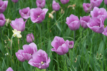 Insel Mainau im Frühling: Tulpenfeld - lila