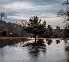 Obraz premium tree pond