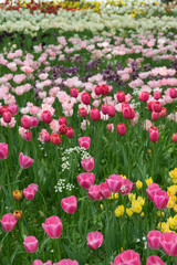 Insel Mainau im Frühling: Tulpenfeld - rosa und weiß