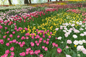 Insel Mainau im Frühling: buntes Tulpenfeld