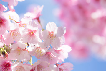 Fototapeta na wymiar pink flowers on blue sky background, cherry blossom in spring