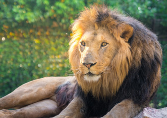 beautiful portrait of a lion in a zoo