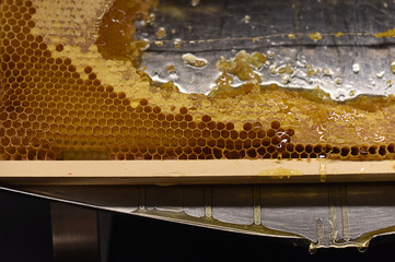 honey with alveole
