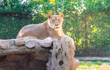 beautiful lioness in a zoo looking at the camera
