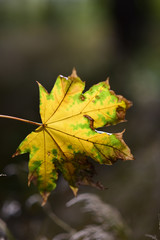 maple autum yellow leaf 