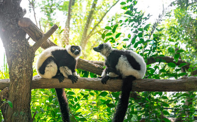 couple of black e white ruffed lemurs (Varecia variegata) on a tree