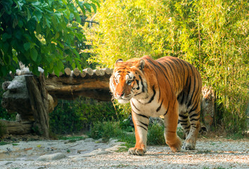 tiger (Panthera tigris) walking in a zoo