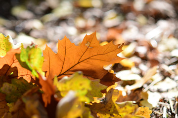 Fototapeta na wymiar oak light brown leaf in sun light