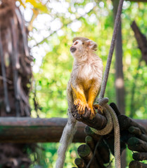 portrait of squirrel monkey (Saimiri sciureus) in a Zoo