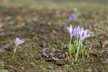 crocus spring meadow