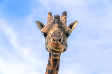 close up portrait of a giraffe salivating with a blue sky on the background