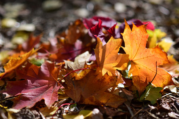 light brown and red leaves in sun light