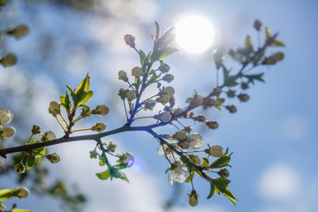Branch with little flowers twig shrub in the garden at springtime. Abstract background.