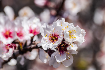 Almond flowers (prunus dulcis) blooming with sunlight