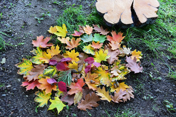 red yellow brown green orange leaves on the ground near a part of wood stump