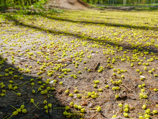 Seeds of trees on the ground in the spring, the awakening of nature