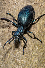 Black oil beetle, Meloe proscarabaeus, quite a purple one.