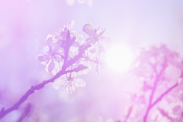 Obraz na płótnie Canvas White cherry blossoms in spring sun with sky background