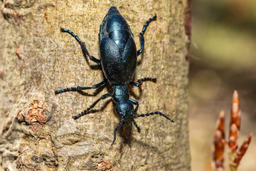Black oil beetle, Meloe proscarabaeus, quite a purple one.