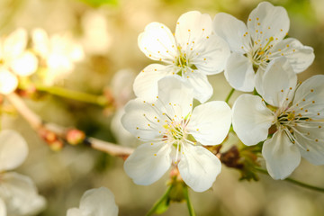 White cherry blossoms in spring sun with sky background