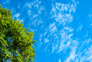 Fototapeta na wymiar Branches of acacia on the background of blue sky. Summer background, nature, environmental protection