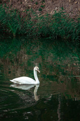 White swan is swimming around the lake with green plants around