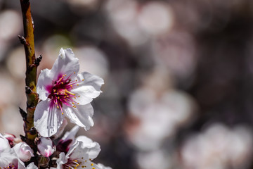 Almond flowers (prunus dulcis) blooming with sunlight