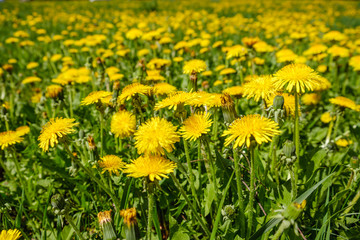 Yellow dandelions. Dandelions on background of green spring meadows.