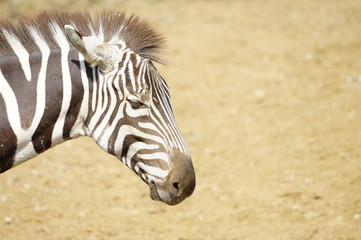 Obraz premium 動物園の動物