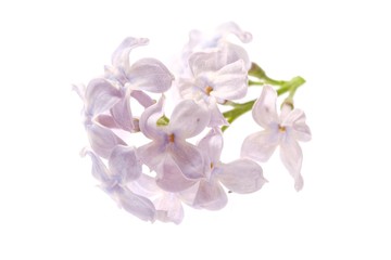 Naklejka na ściany i meble Lilac branch blossoming flower isolated on white, spring.