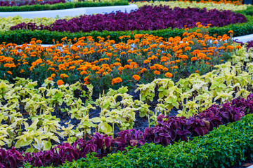 Nature flowerbed beautiful flower, garden grass