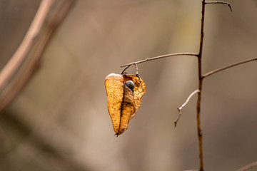 butterfly on leaf