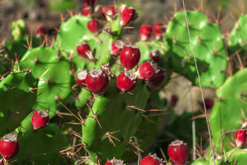 Red fruits on leaves of green cactus