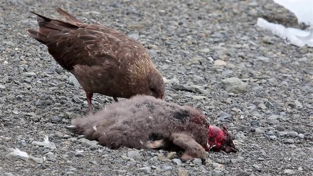 Grey Skua eating dead penguins body in Antarctica