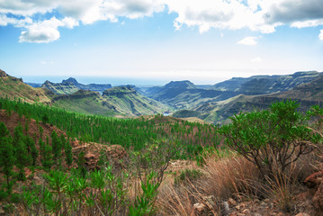 Naklejka premium Mountain valley covered with small green trees on Canary Islands