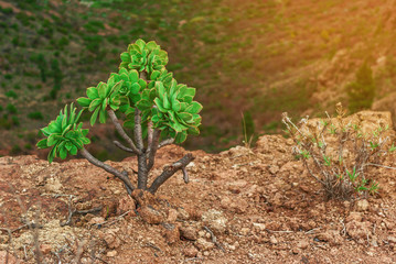 Echeveria plant on a long stem grows on rocks