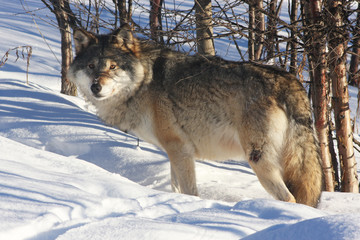 Norwegian Wolf