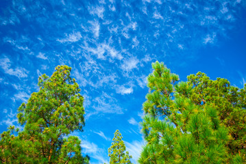 Green pine trees grow on the rocks in the highlands of the Canary Islands