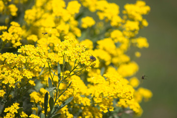 bright yellow flowers with bees on a sunny day