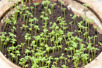 Green small seadling of kitchen herbs in pot on the windowsill