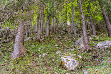 Pine forest view