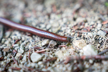millipede, Myriapoda in wild nature