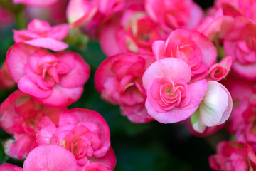 Obraz premium Numerous bright flowers of tuberous begonias (Begonia tuberhybrida) in garden.