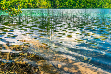 lake's crystal clear water with underwater plants